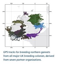 GPS map of Gannets